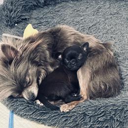 Fifi - Blue female Chihuahua puppy in Rocky Mount, Virginia from Teeny Chihuahuas