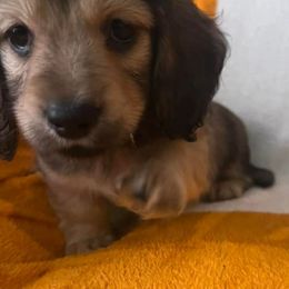 Dachshunds from KK Mini Doxies