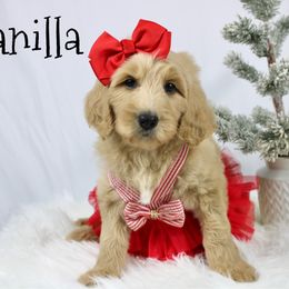 Vanilla - Cream female Goldendoodle puppy in Casa Grande, Arizona from AzDoodle Dandies