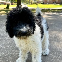 Goldendoodle and Poodle Puppies from SnickerDoodlePups
