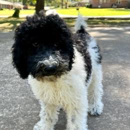 Goldendoodle and Poodle Puppies from SnickerDoodlePups