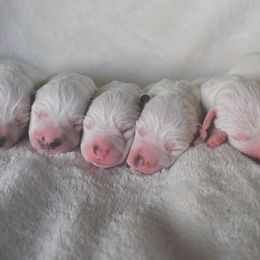 Dalmatian Puppies from Sublime Dalmatians