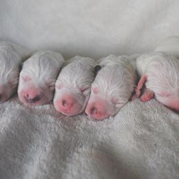 Dalmatian Puppies from Sublime Dalmatians