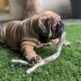 Millie - Red female Bulldog puppy in Jacksonville, Florida from Semper Fi Bulldogs