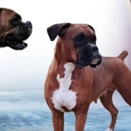 Boxers from BleuSkye Kennels