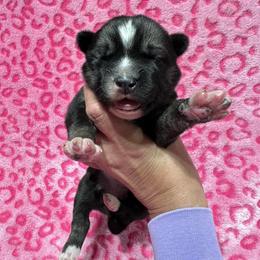 AKC Flopsy - Agouti and white female Siberian Husky puppy in Centreville, Maryland from Huskies By the Bay