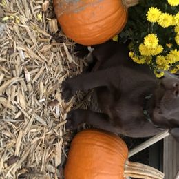 Dilute Retriever and Labrador Retriever Puppies from CKB Labradors