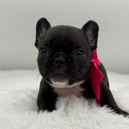 Grace - Brindle female French Bulldog puppy in Largo, Florida from Big Daddy Frenchies