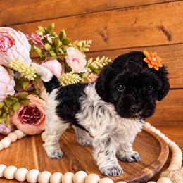 Sweetpea - Phantom female Maltipoo puppy in Dover, Florida from Country Cottage Puppies