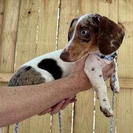 Dachshund puppies from The Teacup Homestead Miniature Dachshunds