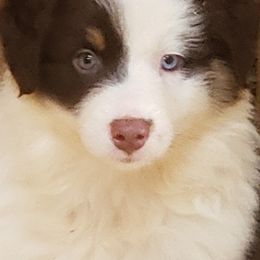Australian Shepherd Puppies from Red Feather Aussies