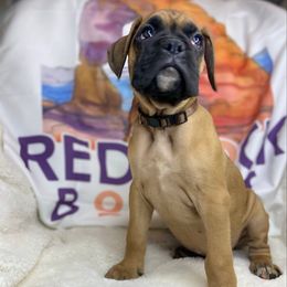 Kenai - Fawn male Boxer puppy in Cache County, Utah from Red Rock Boxers