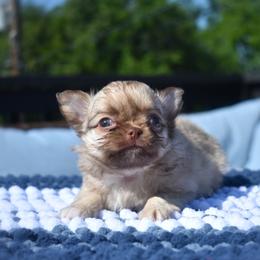 Mocha- AKC - Chocolate sabled fawn male Chihuahua puppy in Bulls Gap, Tennessee from Smokey Mountain Chihuahuas