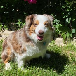 Stella - Miniature Australian Shepherd