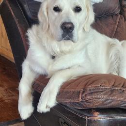 Golden Retriever All Grown Up from The Golden Virtues