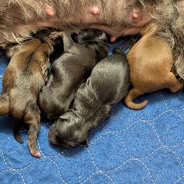 Chinese Crested puppies from Charming Cresteds Kennel