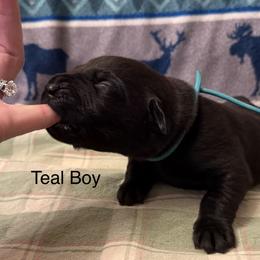 Teal Boy - Black male Labrador Retriever puppy in Lincoln, Nebraska from Labrador Retriever Breedings
