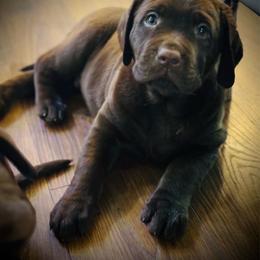 Moose-Orange Collar - Chocolate male Labrador Retriever puppy in Penn Valley, California from Pleasant Valley Creekside Ranch, LLC