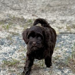 Sylvie - Chocolate female Australian Labradoodle puppy in Calhoun, Louisiana from Arrowhead Australian Labradoodles