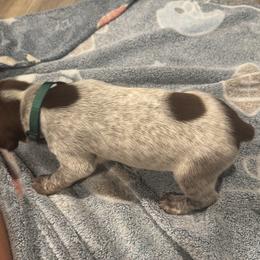Green - Liver and white male German Shorthaired Pointer puppy in Biloxi, Mississippi from Burch legacy kennels