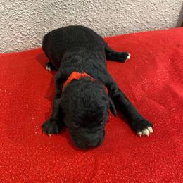Rip - Black and white male Cockapoo puppy in Brookings, South Dakota from Hofer Pups