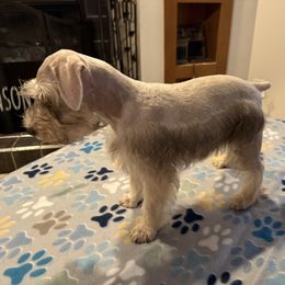 Green - Liver male Miniature Schnauzer puppy in Griggsville, Illinois from Stephenson’s Mini Schnauzer’s