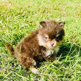 Nestle Crunch - Chocolate and tan male Pomeranian puppy in Buck Valley, Pennsylvania from Buck Valley Pomeranians