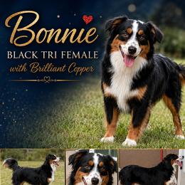 Bonnie - Miniature Australian Shepherd
