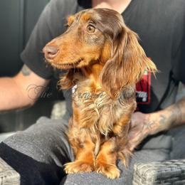 Apple - Dachshund