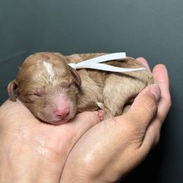 Grey Collar - Red  male Goldendoodle puppy in Palmetto Bay, Florida from SOMIDOODLES