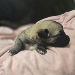 Anatolian Shepherd Dog Puppies from Florida Anatolian Shepherds