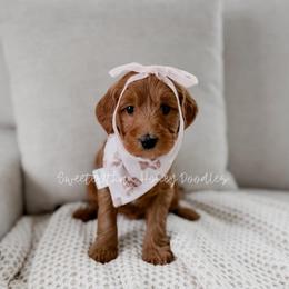 Roo - Red  female Goldendoodle puppy in Roanoke Rapids, North Carolina from Sweeter than Honey Doodles