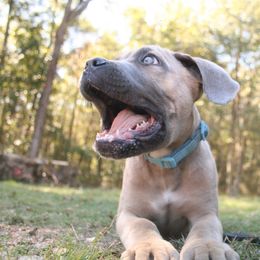 Casper - Fawn male Cane Corso puppy in Monroeville, Alabama from Dolce Luna Corsos