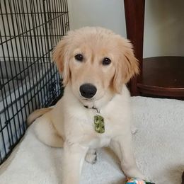 Golden Retriever Puppies from Crowders Creek Goldens