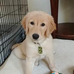 Golden Retriever Puppies from Crowders Creek Goldens