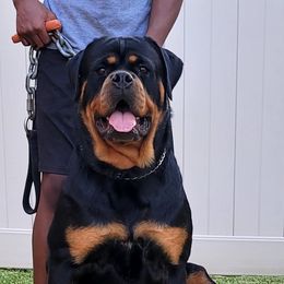 Twenty-one - Rottweiler