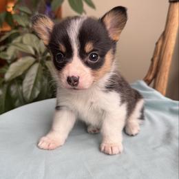 Candy - Black and tan female Pembroke Welsh Corgi puppy in Lake City, Minnesota from Lake Pepin Corgi's