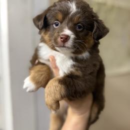 Issac - Red tri male Toy Australian Shepherd puppy in Mount Airy, Georgia from North Georgia Gems