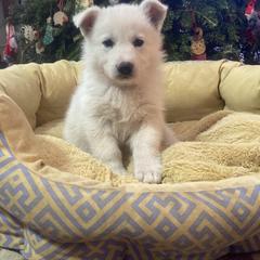Berger Blanc Suisse All Grown Up from Whitewolf Kennels