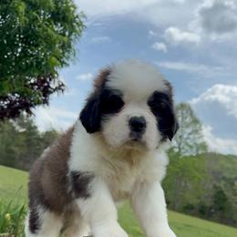 Tulip - Mahogany and white female Saint Bernard puppy in Saltsburg, Pennsylvania from Loyal Ridge Saint Bernards