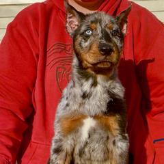 Marina (Red collar) - Harlequin female Beauceron puppy in Waller, Texas from Côté Obscur