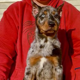 Marina (Red collar) - Harlequin female Beauceron puppy in Waller, Texas from Côté Obscur