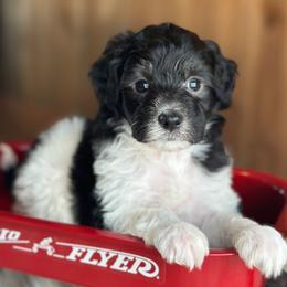 Kassie Mowry - Black tri-color female Aussiedoodle puppy in Lancaster, Minnesota from Finney Ranch