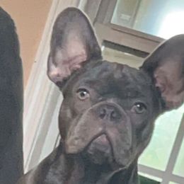 Bentley - French Bulldog