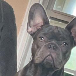 Bentley - French Bulldog