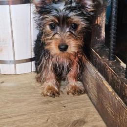 Meeko - Black and tan male Yorkshire Terrier puppy in West Plains, Missouri from Brinkley Yorkies