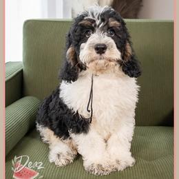 Leo - Tri-color male Bernedoodle puppy in Connersville, Indiana from Deaz Doodle Ranch