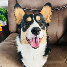 Jynx - Pembroke Welsh Corgi