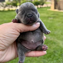 Elizabeth - White and brindle female French Bulldog puppy in Willis, Texas from Grandiose Frenchies
