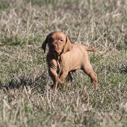 German Shorthaired Pointer and Vizsla Puppies from Big Country Kennels